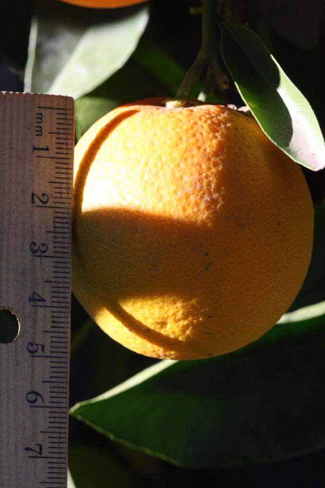            Fruit (Riverside, CA)   